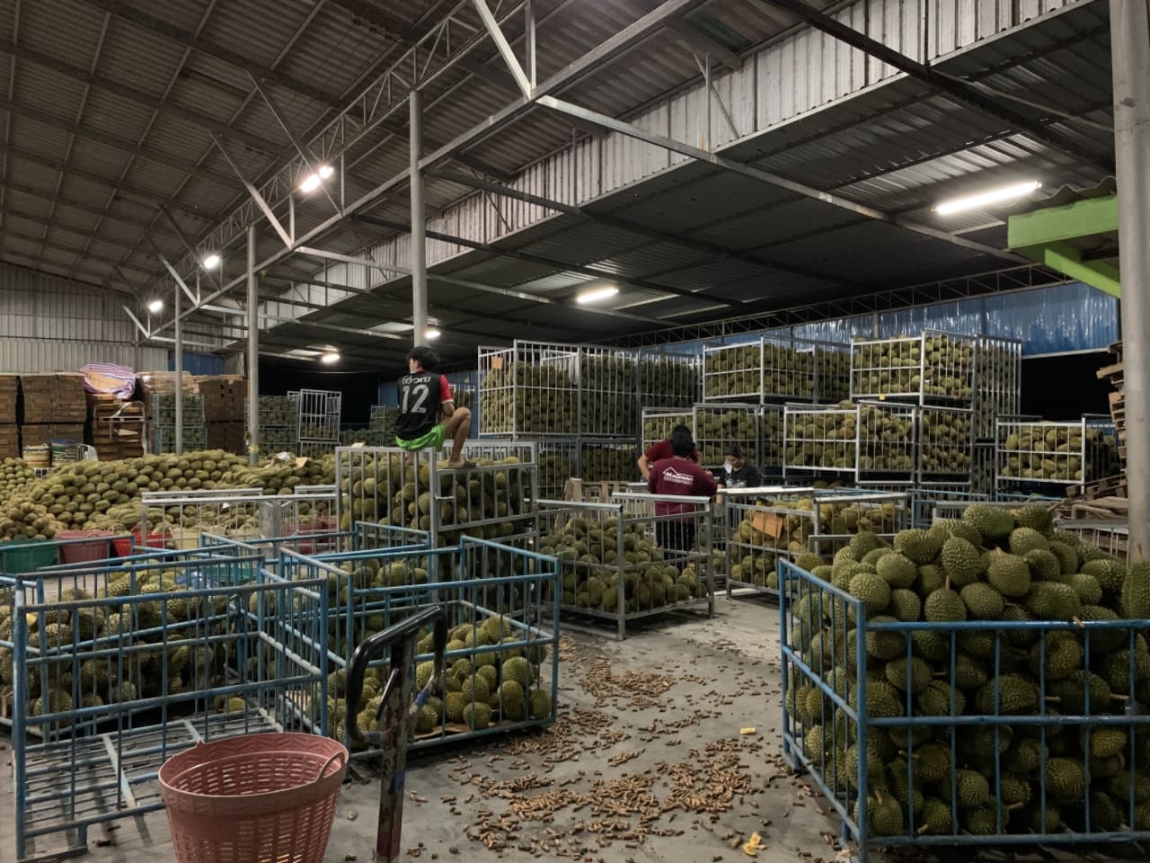 Durian Processing Plant