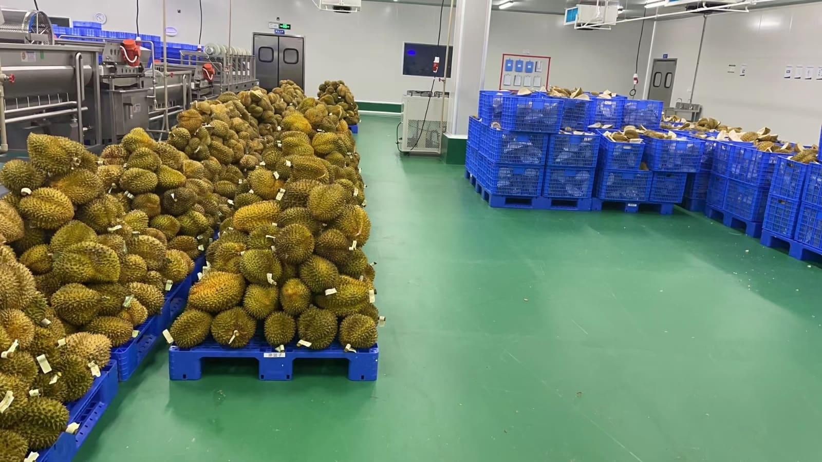 Durian Processing Plant