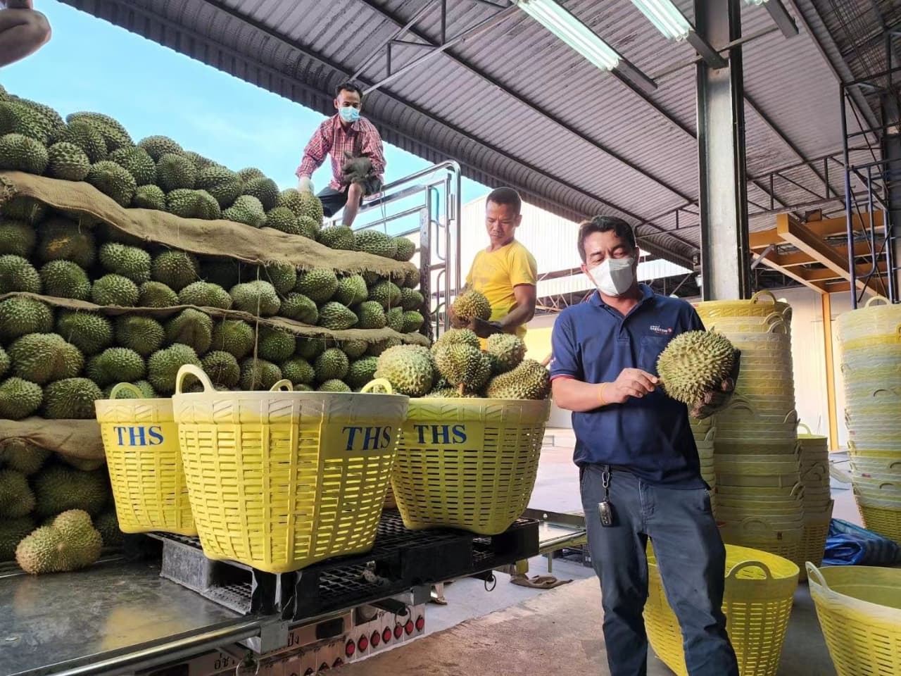 Durian Processing Plant