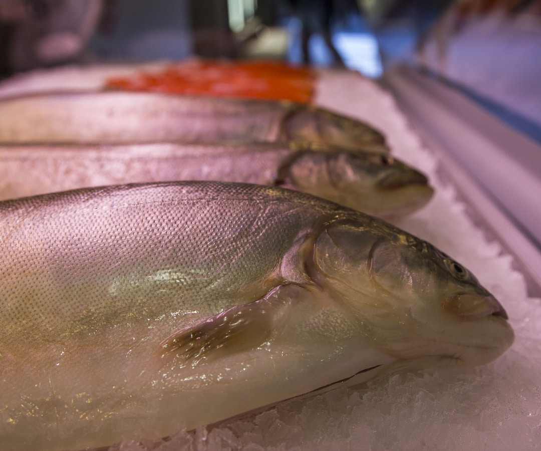 Salmon Processing Line