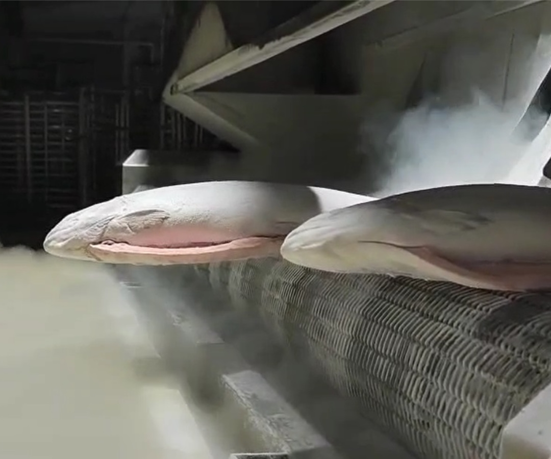 Qucik Freezing Line of Salmon