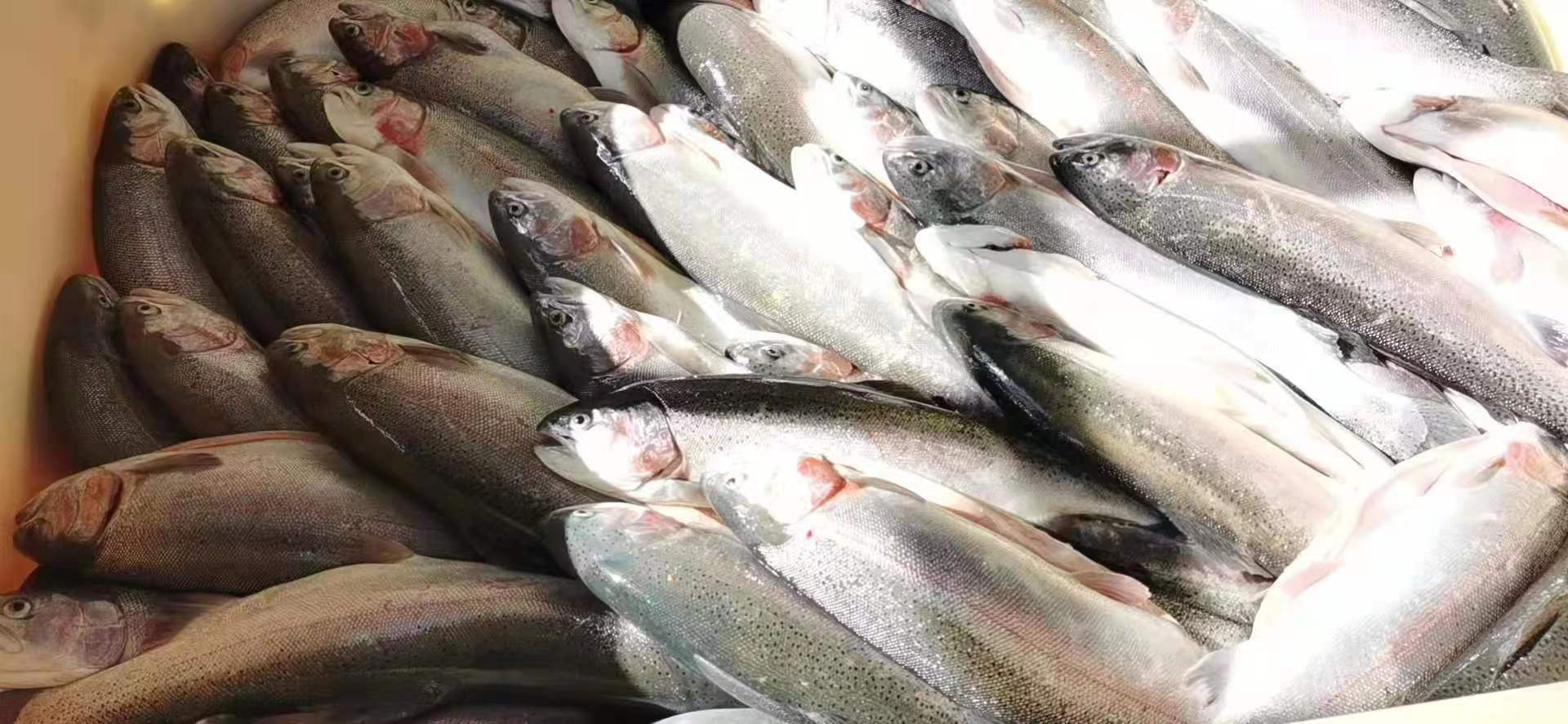 Salmon from Xinjiang China