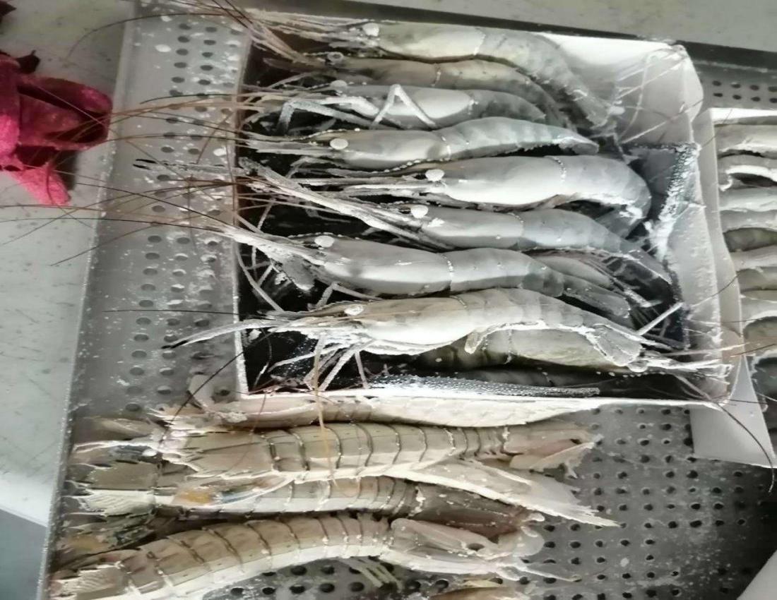 seafood Freezer