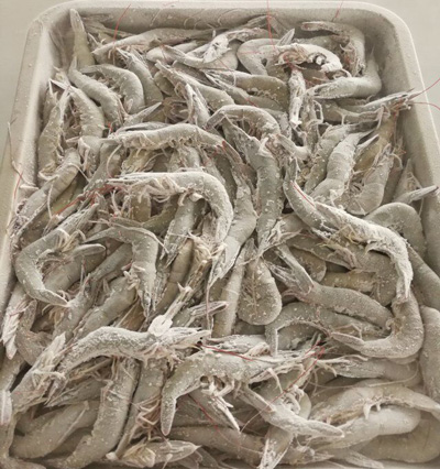 liquid nitrogen freezer frozen shrimp