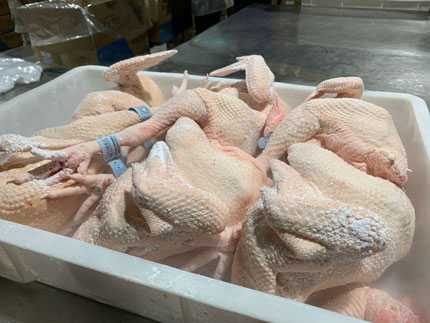 liquid nitrogen freezer frozen chicken